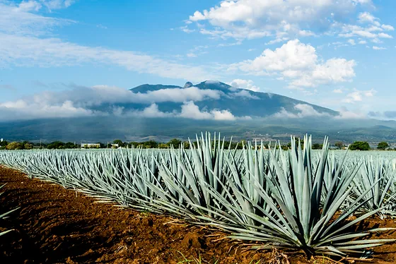Levedura geneticamente modificada transforma agave em etanol