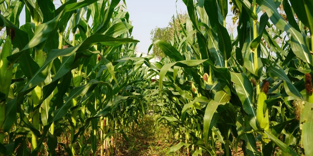 Município do Paraná pode proibir plantio de milho na área urbana