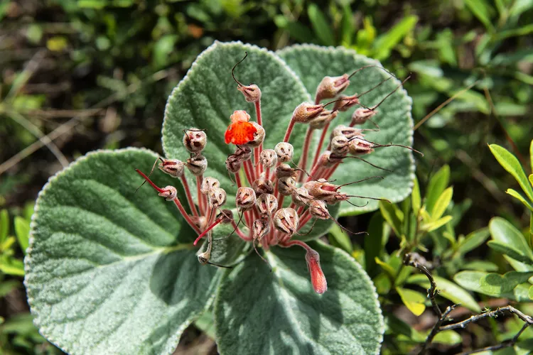 Estado teve queda de 73% no desmatamento da Mata Atlântica em 2024