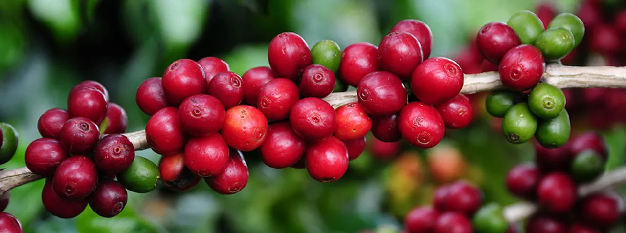 Conab reajusta estimativa de safra de café