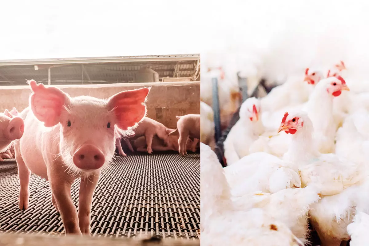 MS pode ser referência como fornecedor de proteína animal