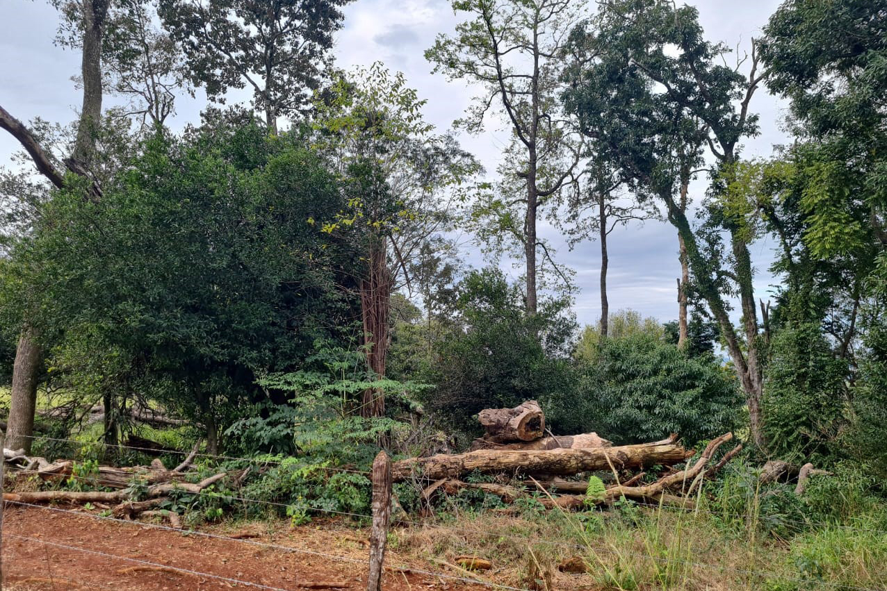 Segunda operação remota do IAT aplica R$ 16,4 milhões em multas por desmatamento ilegal