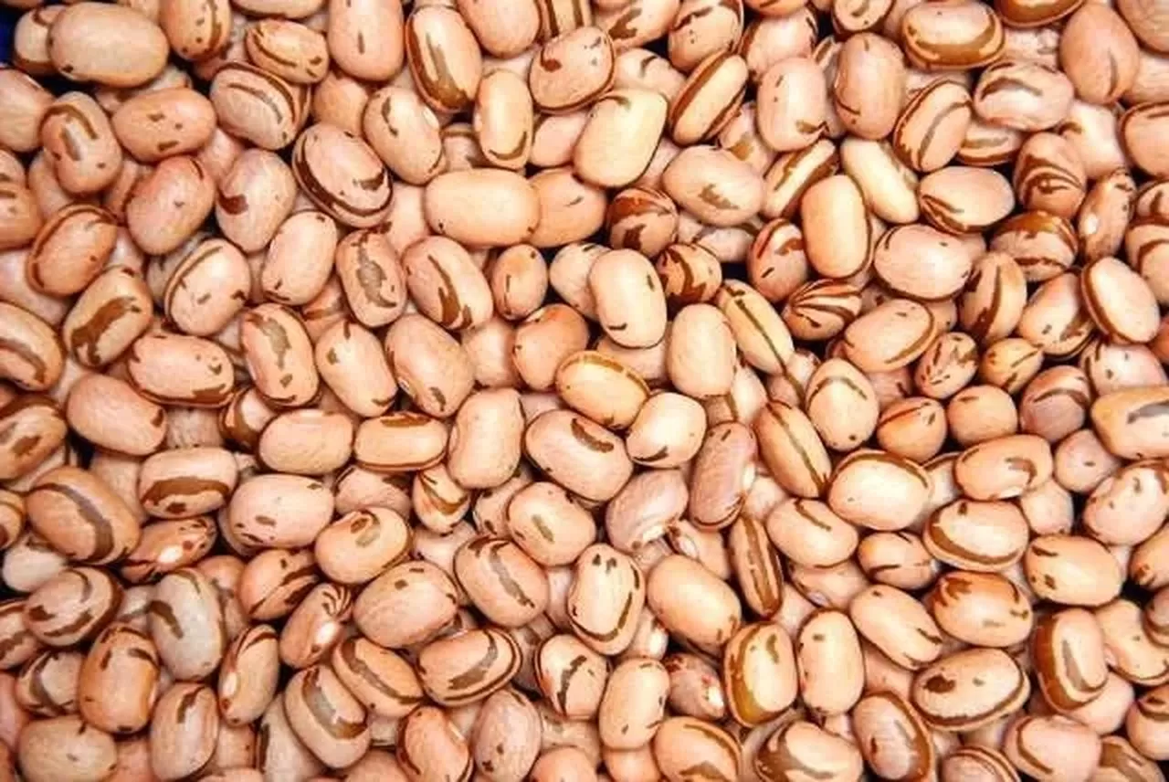 Produtores de feijão de Santa Catarina e Paraná terão direito a bônus