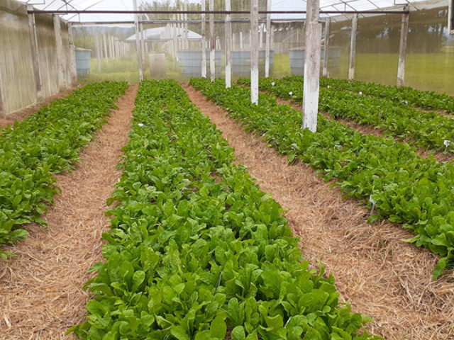 Epagri desenvolve rúcula para cultivo orgânico: conheça a SCS382 Simone