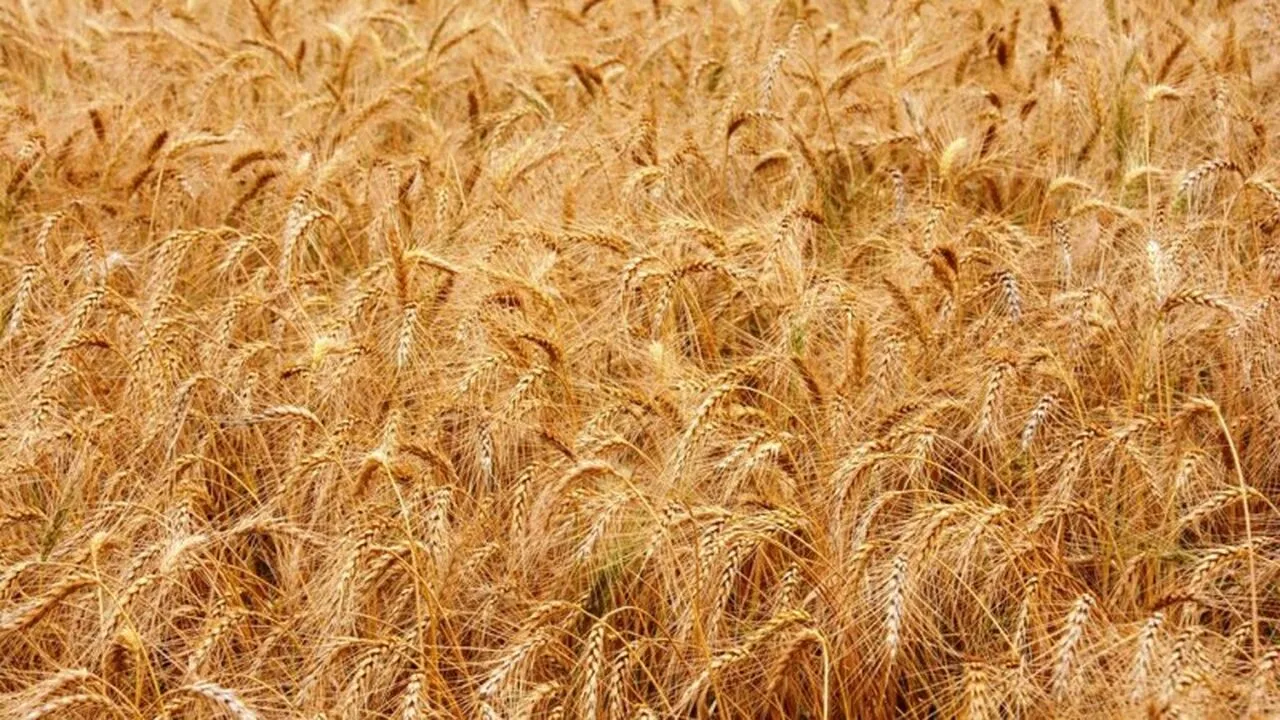 Como vai o trigo no Rio Grande do Sul?