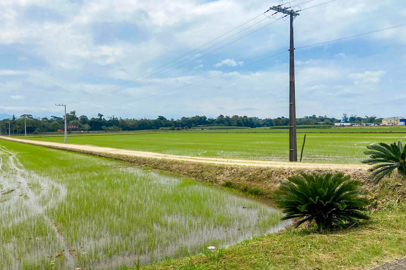 Plantio de arroz pode atrasar devido ao excesso de chuvas