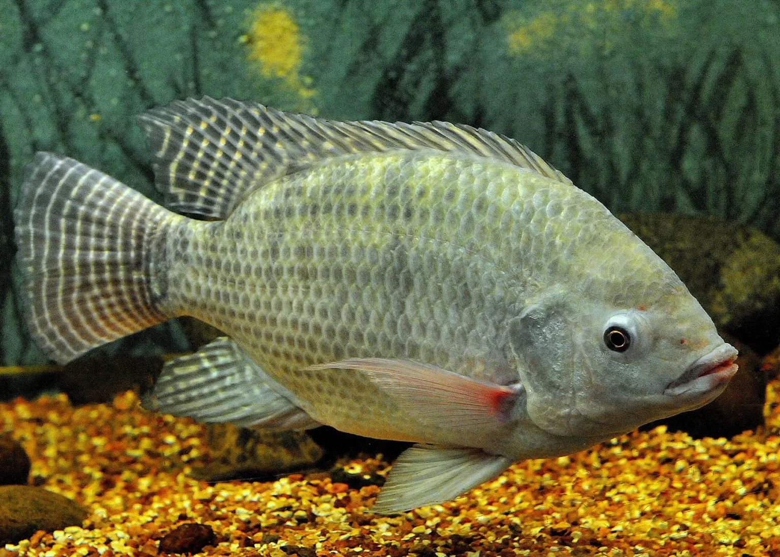 Exportações de peixes de cultivo crescem 72% no segundo trimestre de 2024