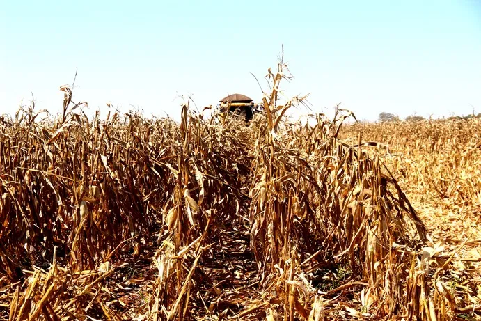 Área plantada do milho é recalculada e muda estimativa da safra 2023/2024.