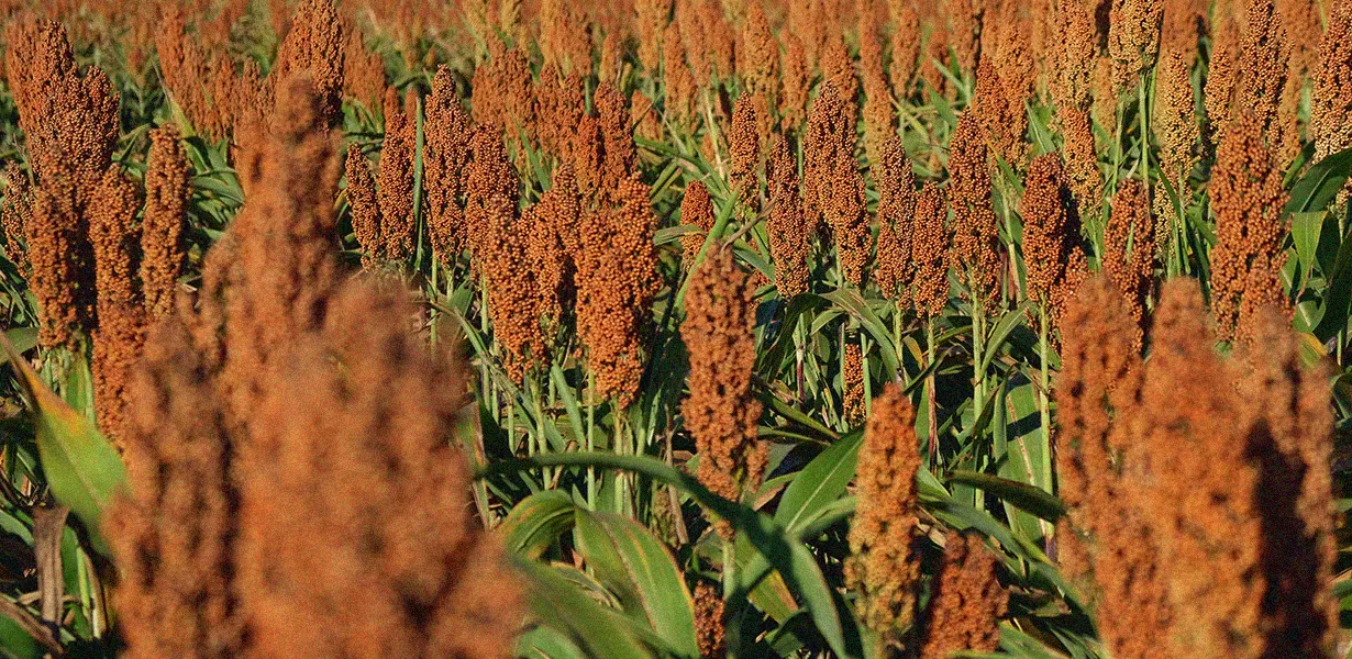 Produção de sorgo dobrou nos últimos quatro anos e área cultivada deve subir 100% nos próximos quatro