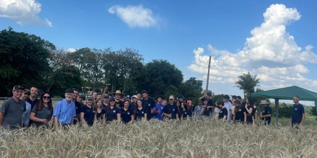 Tarde de Campo em viadutos avalia cultivares de cereais para etanol