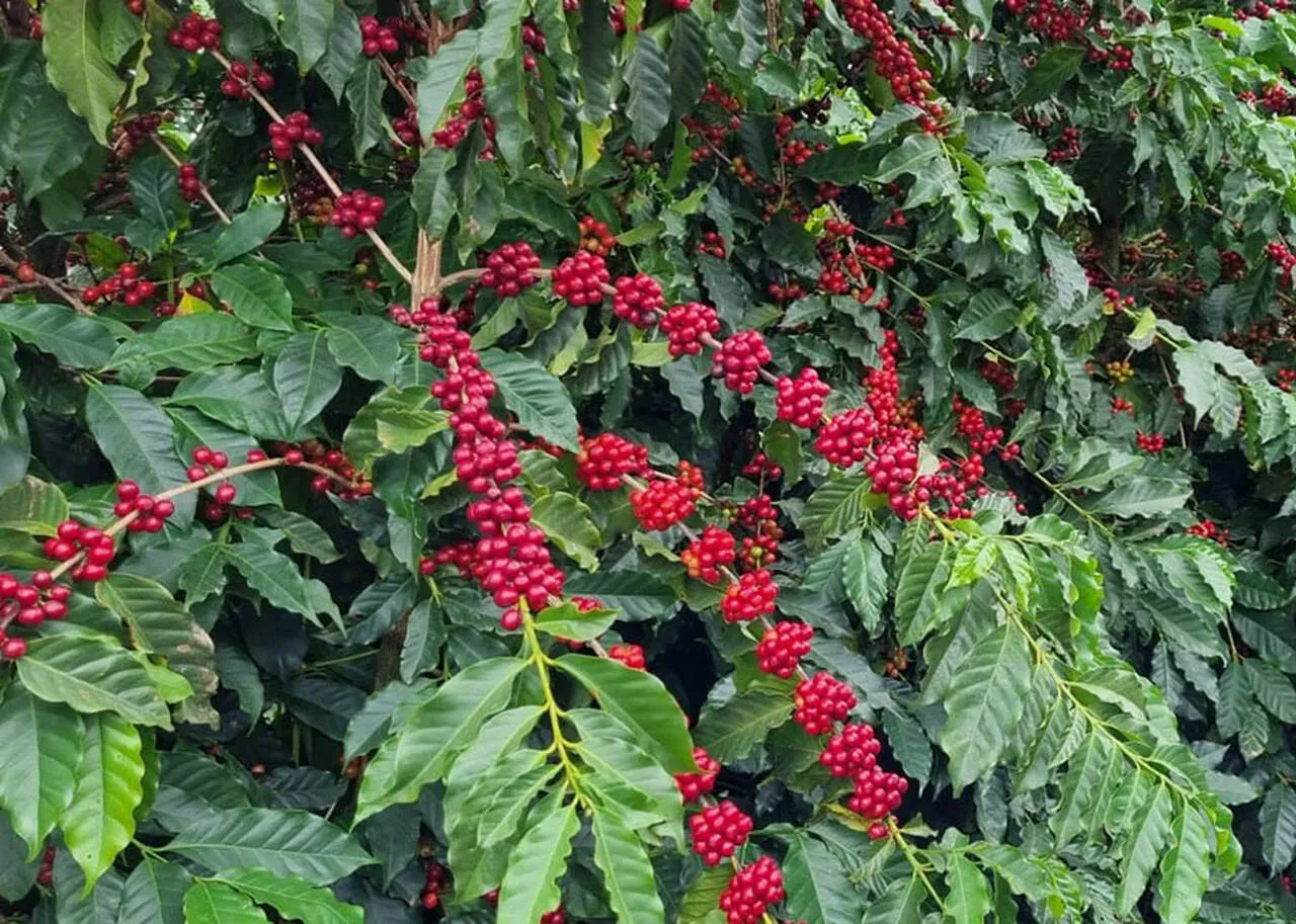 Com abelhas no café, receita pode crescer R$ 22 bi por ano no Brasil