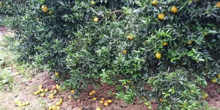 Citros têm produção impactada pelas chuvas no RS