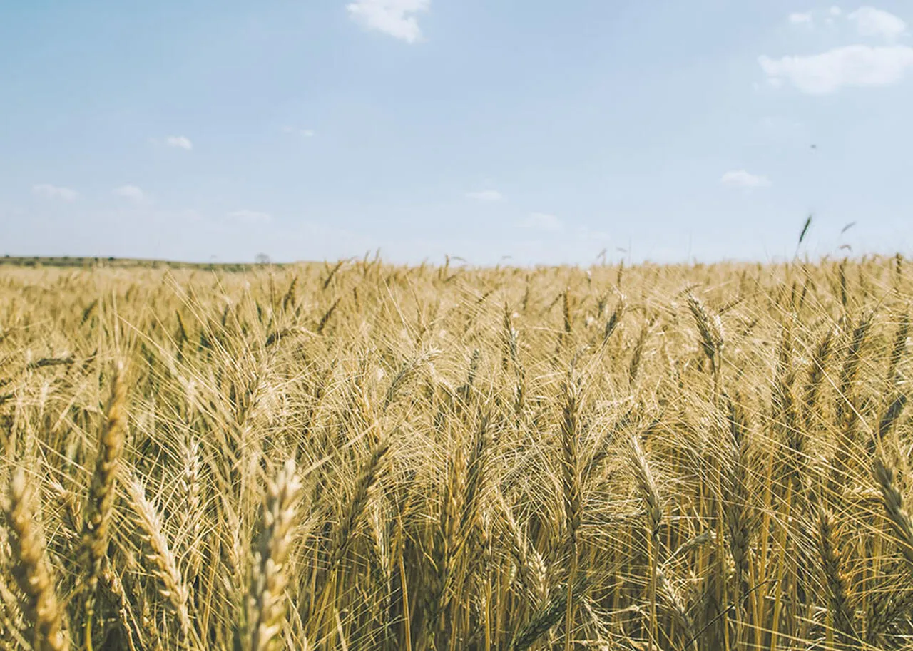Show Rural: Trigo turbinado pode render equivalente à soja