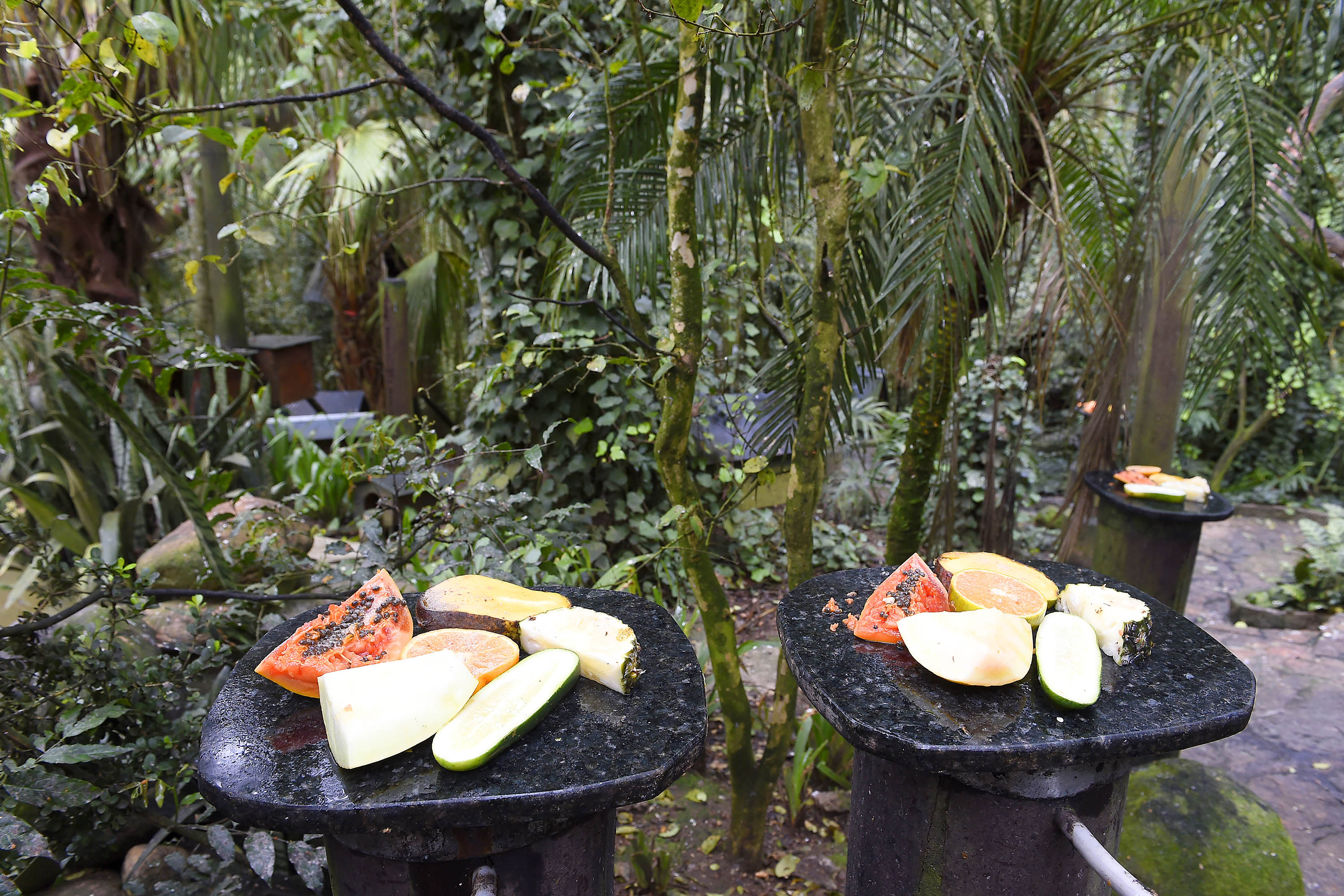 Parceria entre IAT e Ceasa-PR encaminha cerca de 29 toneladas de frutas, verduras e legumes para o Criadouro Onça Pintada, em Campina Grande do Sul