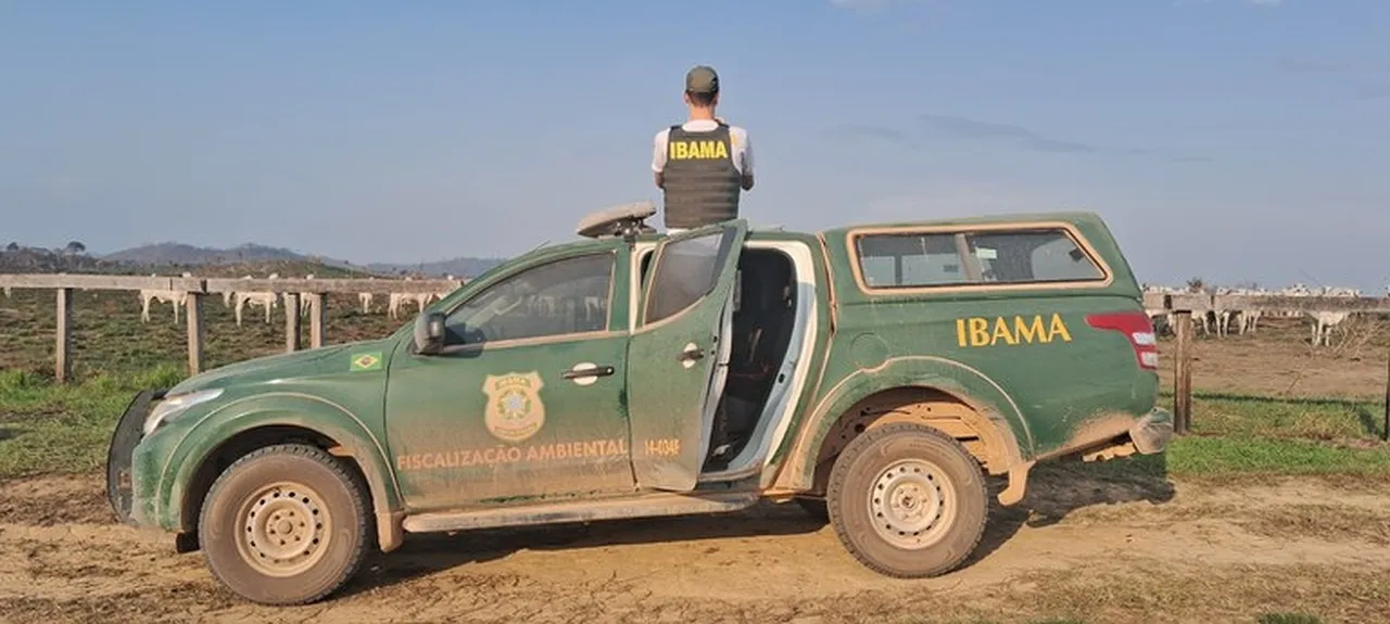 Flagrante: 23 frigoríficos compravam gado produzido em áreas embargadas