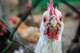Frango: poder de compra de avicultor frente ao farelo de soja é o menor do ano