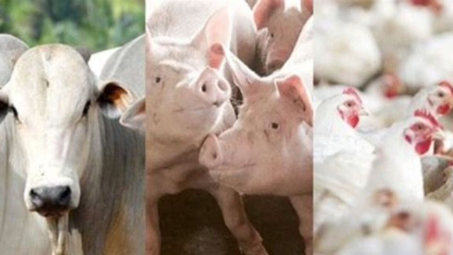 Desempenho do frango, boi e suíno vivos em julho e nos sete primeiros meses de 2024