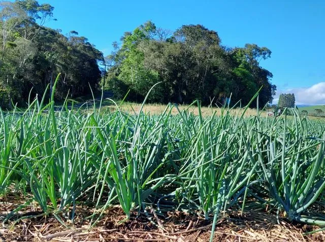 Biocarvão: pesquisa revela benefícios para a produção de cebola