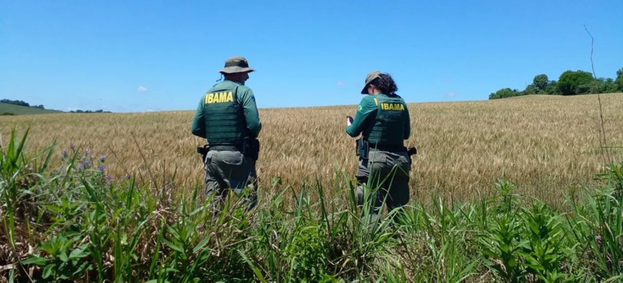 Ibama flagra cultivo de transgênicos em Terras Indígenas