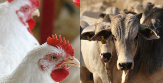 Comportamento do Frango e Boi no mercado.