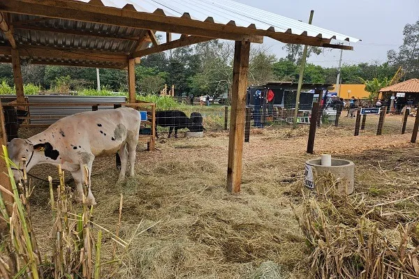 Qualidade do leite e produção à base de pasto têm espaço dedicado na Expointer