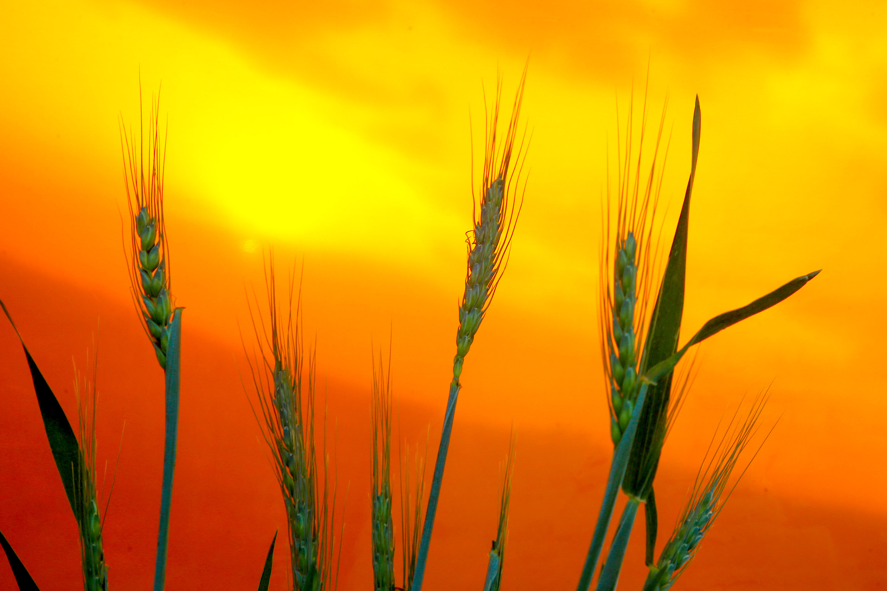 Boletim Agrometeorológico analisa seca de agosto e cenário agrícola do Paraná