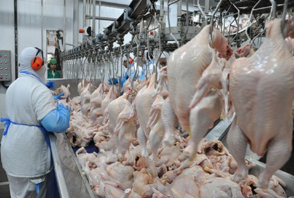 Desempenho do frango abatido na 28ª semana de 2024, segunda do mês de julho