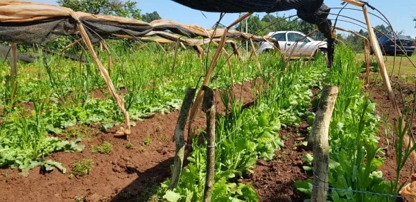 Cultivo de flores é alternativa de renda e de bem-estar