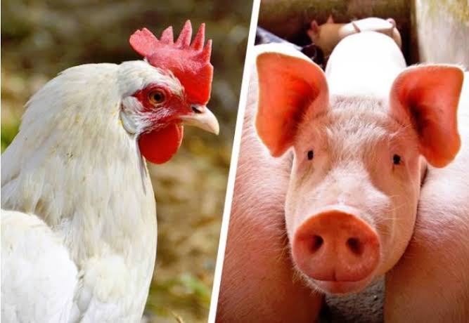 Frango na granja e suínos tiveram alta nesta terça feira.