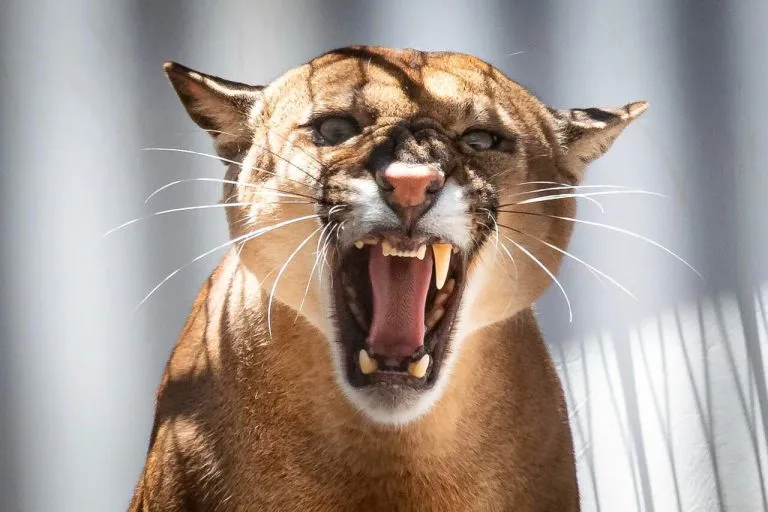 Onça decidiu passear por Cascavel