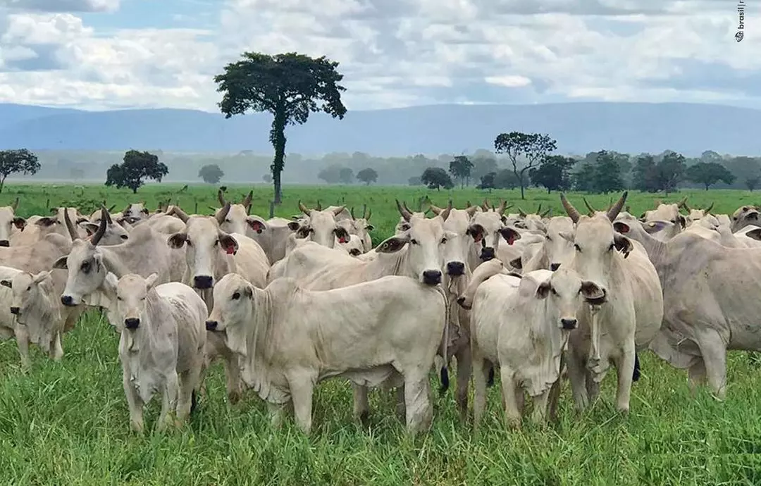 Defesa agropecuária fica fortalecida em reunião com Paraguai
