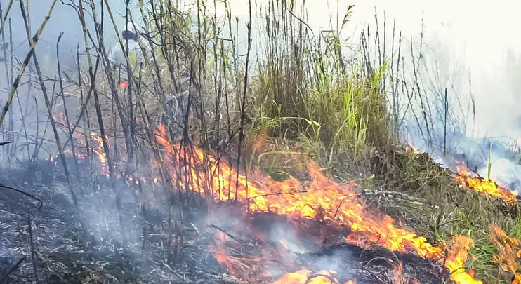 Paraná bate recorde de incêndios rurais