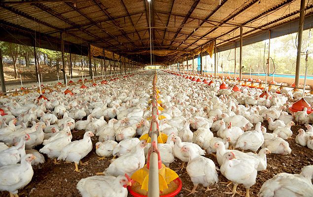 Levedura de etanol: a solução natural contra o estresse térmico em aves de postura