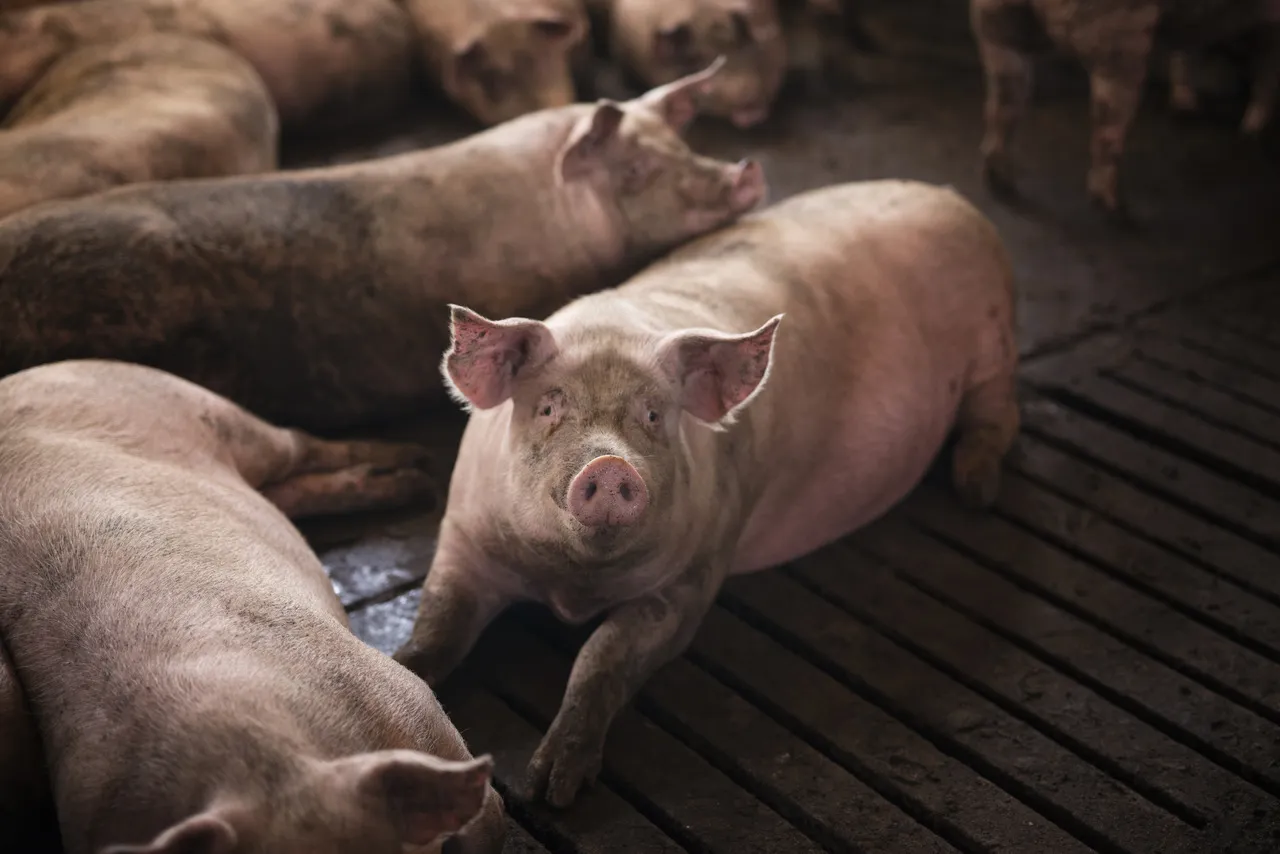Mais de mil suínos morreram afogados nas enchentes