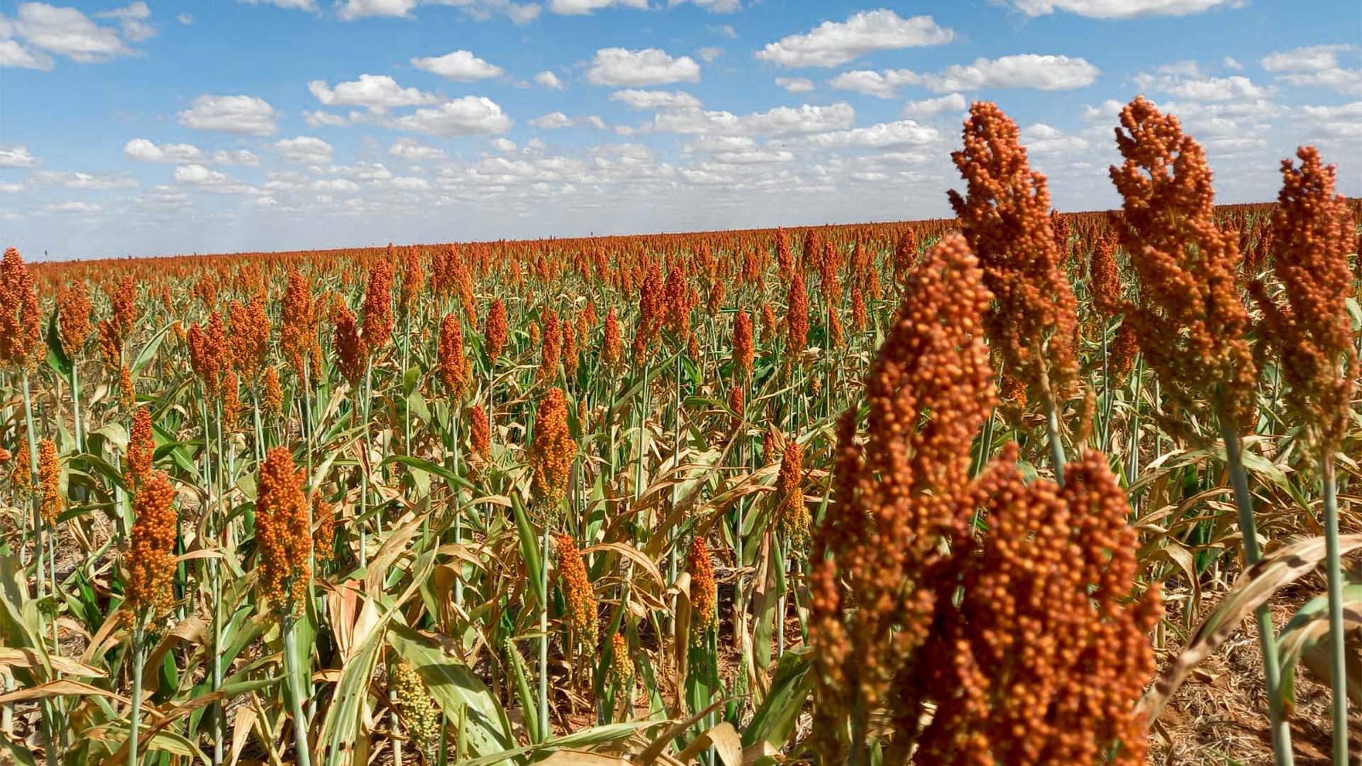 Na Inpasa, a próxima fronteira do etanol está no sorgo