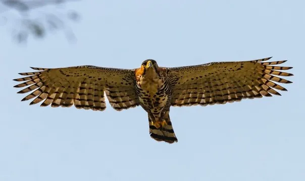 Desafio de observação de aves registra 345 espécies