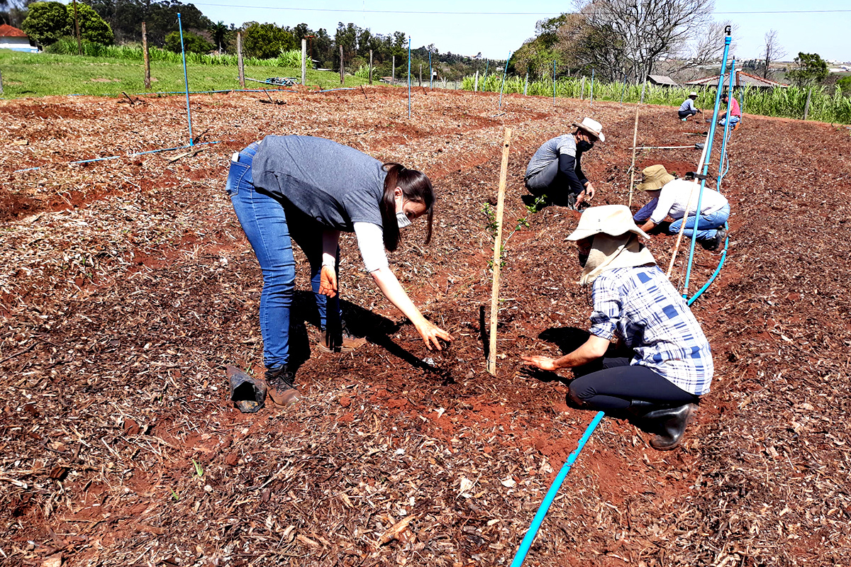 Fazenda experimental da UEM: setor de agroecologia e orgânicos completa 20 anos
