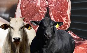 Estimativas apontam aumento na disponibilidade interna de carne bovina