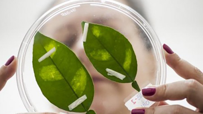 Pesquisa revela como patógenos inativam sistema de defesa de plantas