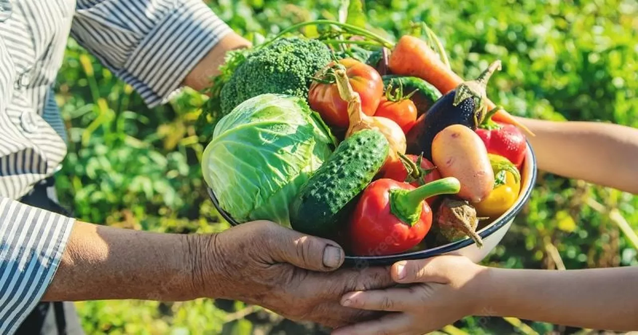 Agricultores familiares podem encaminhar propostas para compra e distribuição de sementes