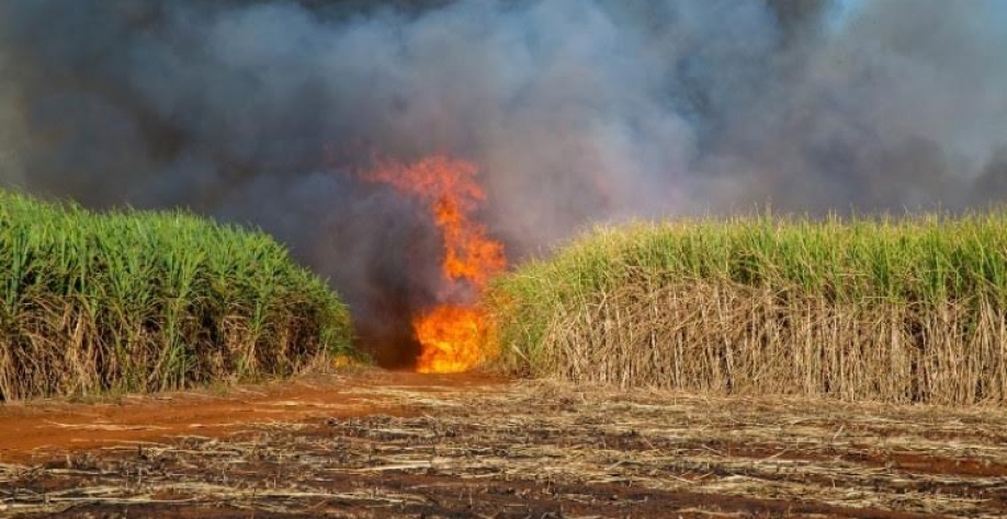 Incêndios destruíram quantos milhares de hectares de cana? O que está por trás das queimadas?
