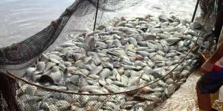 Estado liderou o crescimento da produção de peixes em 2024