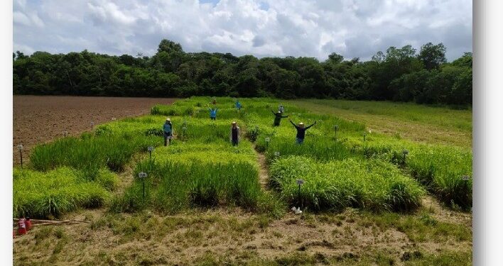Silagem de capins tropicais: Uma alternativa estratégica para a pecuária na Amazônia
