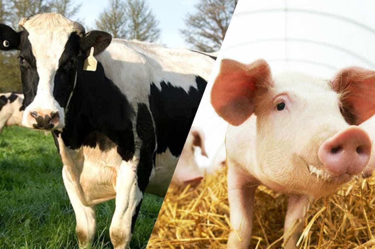 Abate de bovinos, suínos e frangos crescem frente ao mesmo período do ano anterior