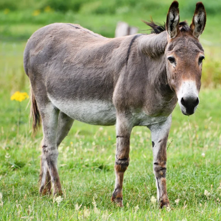 Projeto estuda produção alternativa de colágeno de jumento