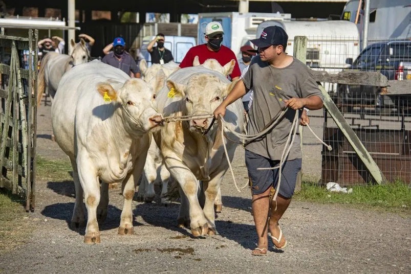 Expointer confirma quase 3.500 animais inscritos