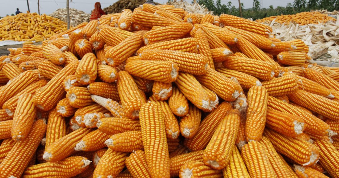 Milho: mercado futuro finaliza a sessão desta 4ª feira com baixas em Chicago