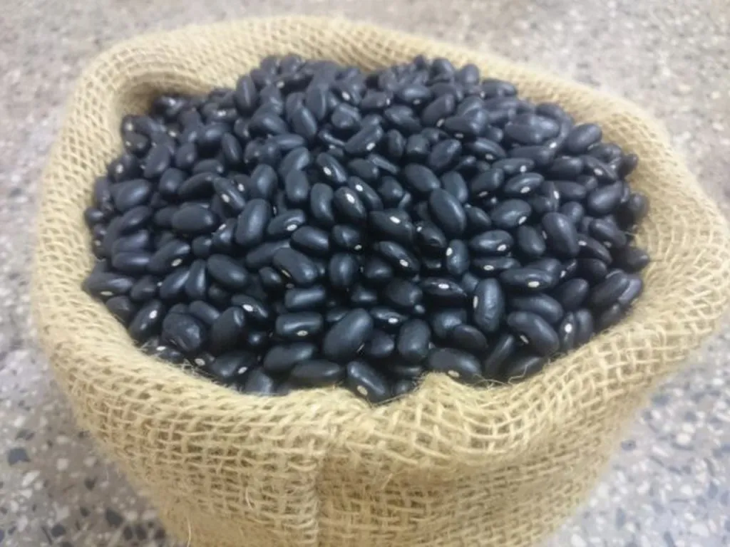 Epagri lança variedade de feijão preto com alta produtividade e resistência a doenças