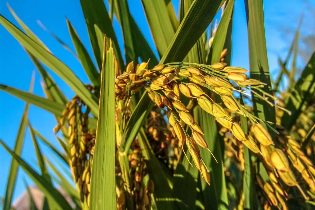 China atinge calor recorde e produção de arroz está ameaçada