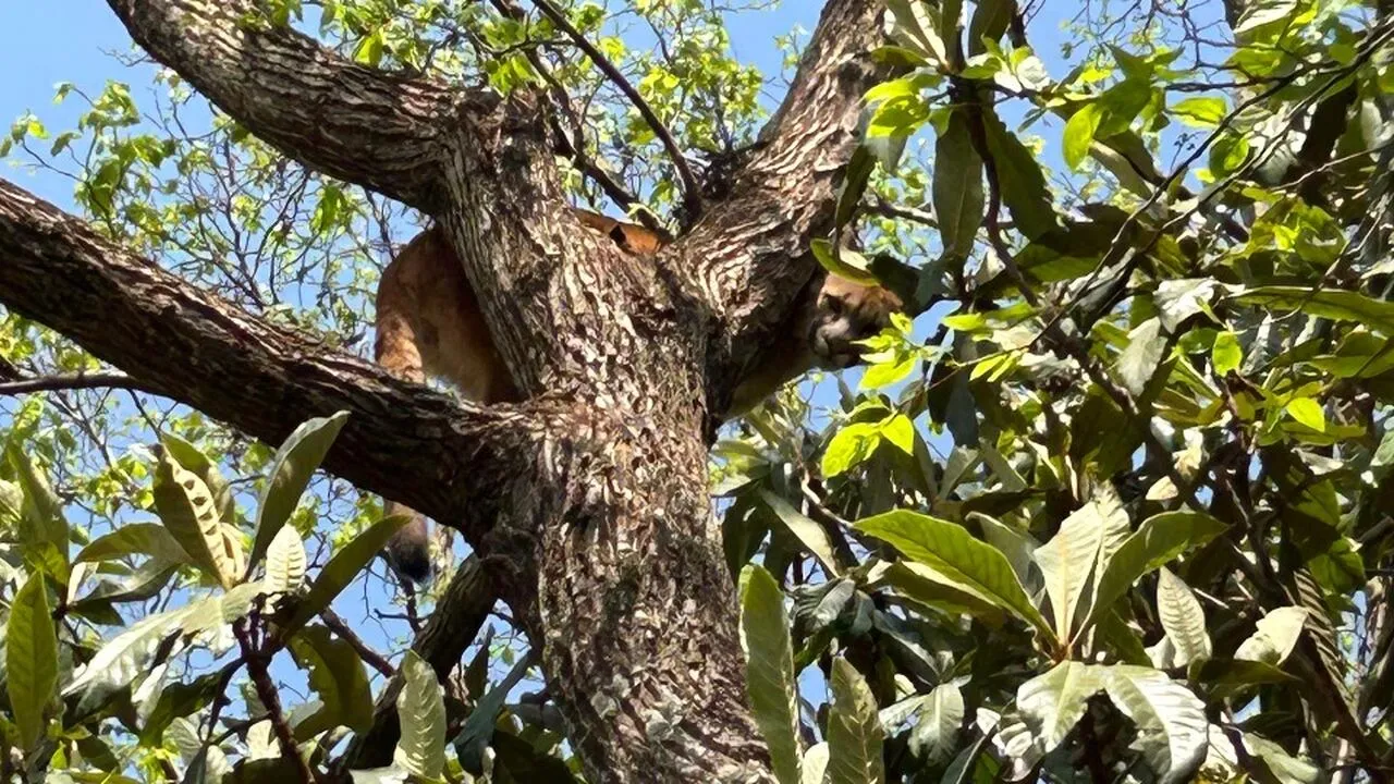Onça-parda surge plena em propriedade de Cafelândia e quebra rotina dos moradores